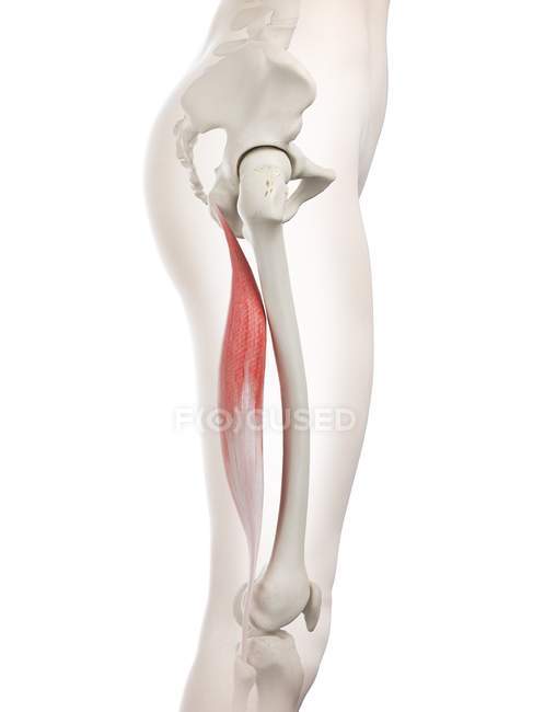 Modelo de cuerpo femenino 3d con músculo largo bíceps femoris detallado, ilustración por computadora . - foto de stock