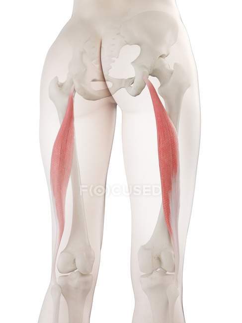 Female body 3d model with detailed Biceps femoris longus muscle, computer illustration. — Stock Photo
