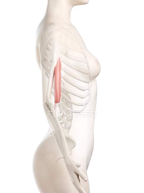 Трехмерная модель женского тела с детальной бицепсной мышцей, компьютерная иллюстрация . — стоковое фото