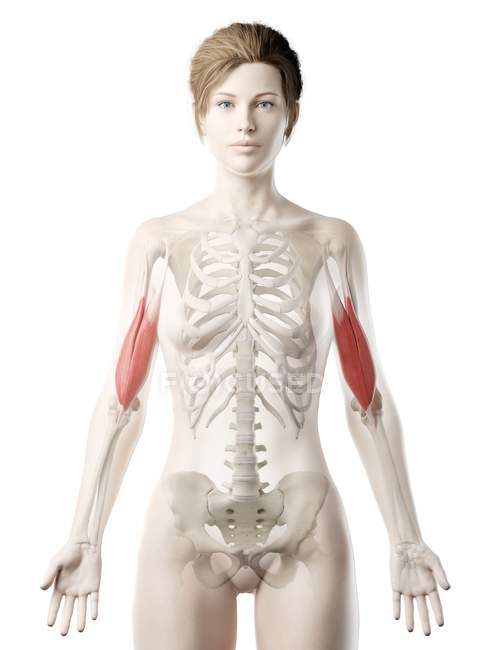 Weiblicher Körper 3D-Modell mit detailliertem Bizeps-Muskel, Computerillustration. — Stockfoto