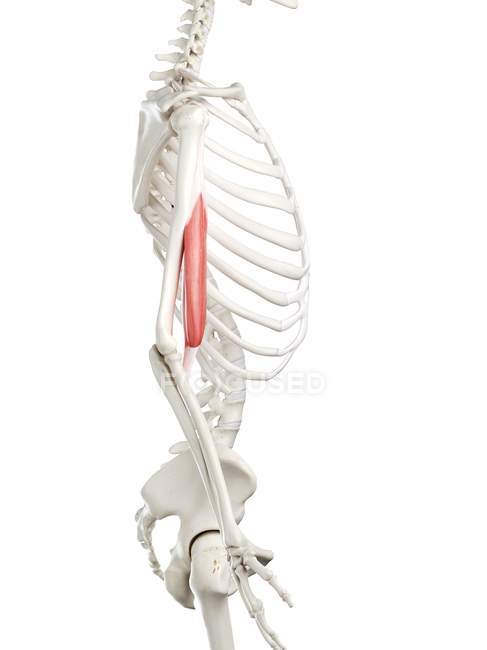 Scheletro umano con muscolo bicipite di colore rosso, illustrazione del computer . — Foto stock