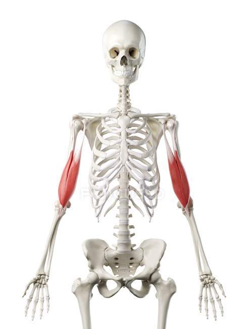 Esqueleto humano con músculo bíceps de color rojo, ilustración por computadora
. - foto de stock