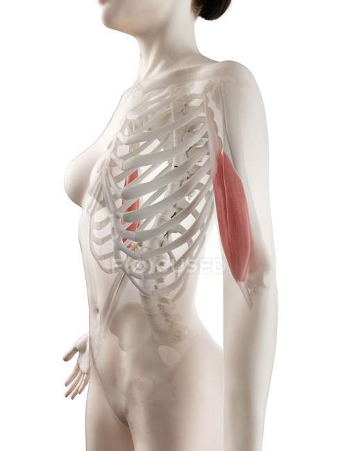 Modello 3d corpo femminile con dettagliato muscolo Bicipiti, illustrazione del computer . — Foto stock
