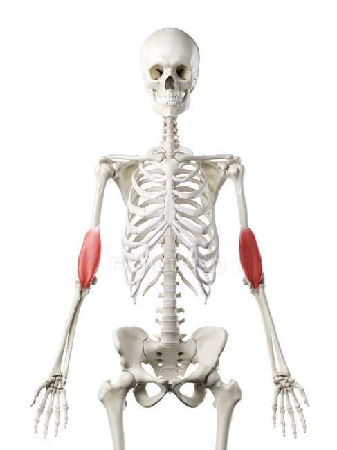 Скелет людини з м'язами Брахіаліса червоного кольору, комп'ютерна ілюстрація . — стокове фото