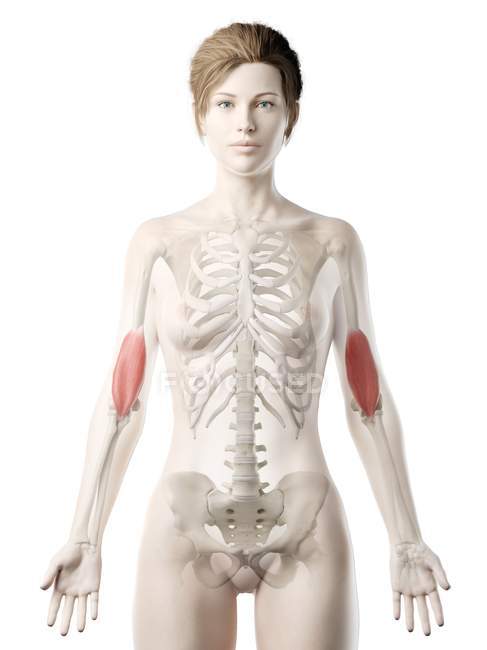 Corpo feminino modelo 3d com músculo braquial detalhado, ilustração do computador . — Fotografia de Stock