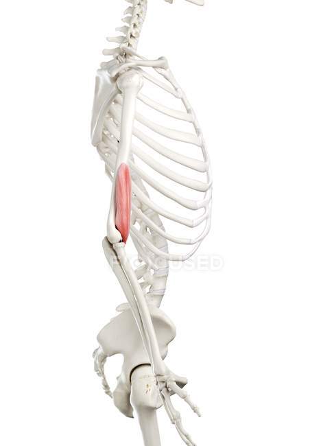 Scheletro umano con muscolo Brachialis di colore rosso, illustrazione al computer . — Foto stock