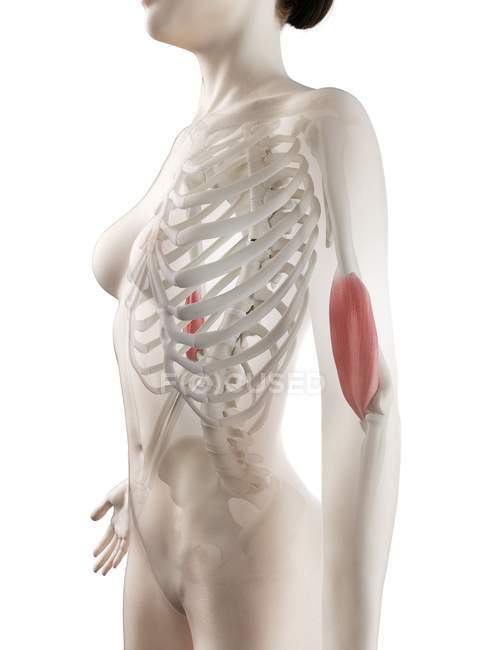 Modelo 3d de cuerpo femenino con músculo braquial detallado, ilustración por computadora
. - foto de stock