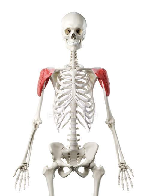 Human skeleton with red colored Deltoid muscle, computer illustration. — Stock Photo