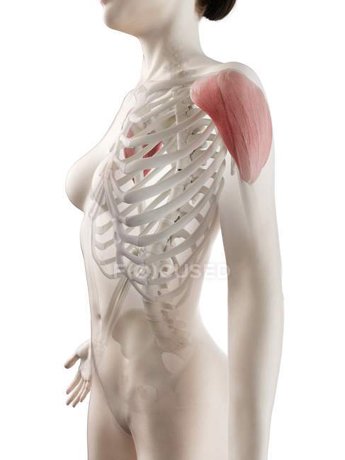 Трехмерная модель женского тела с детальной дельтовидной мышцей, компьютерная иллюстрация . — стоковое фото