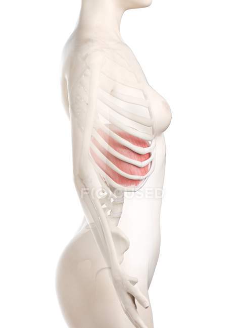 Diafragma en el cuerpo humano femenino, ilustración digital . - foto de stock
