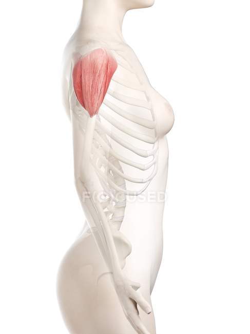 Female body 3d model with detailed Deltoid muscle, computer illustration. — Stock Photo