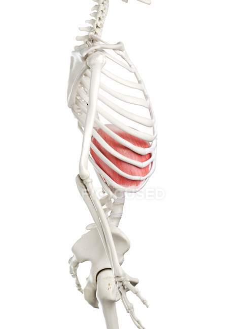 Diaframma nel corpo umano scheletro, illustrazione digitale . — Foto stock