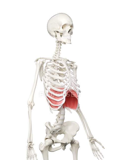 Diaphragm in human skeleton body, digital illustration. — Stock Photo