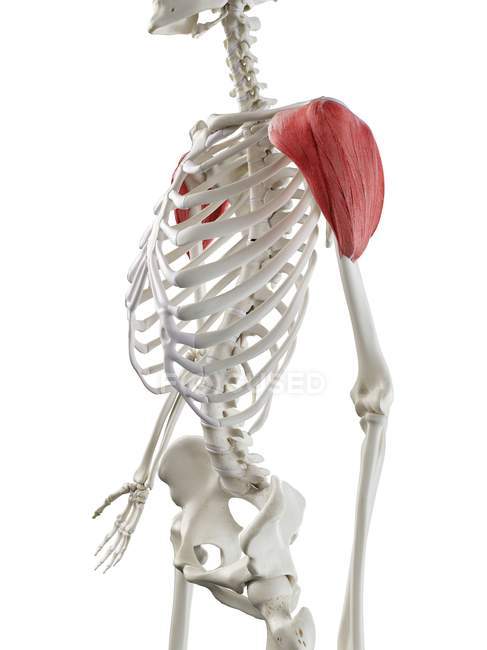 Человеческий скелет с красной дельтовидной мышцей, компьютерная иллюстрация . — стоковое фото