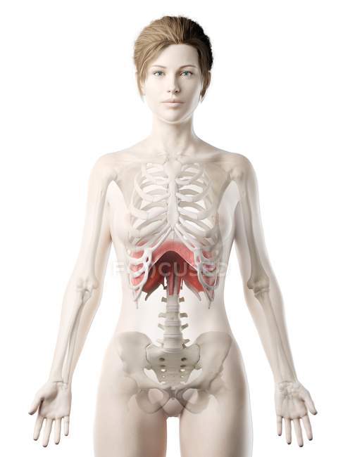 Zwerchfell im menschlichen weiblichen Körper, digitale Illustration. — Stockfoto