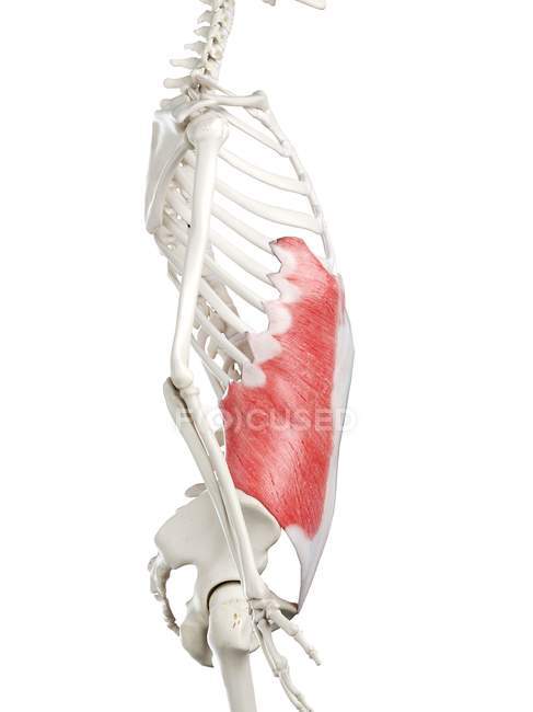 Esqueleto humano de color rojo Músculo oblicuo externo, ilustración por ordenador . - foto de stock