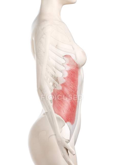 Трехмерная модель женского тела с подробным внешним косой мышцей, компьютерная иллюстрация . — стоковое фото
