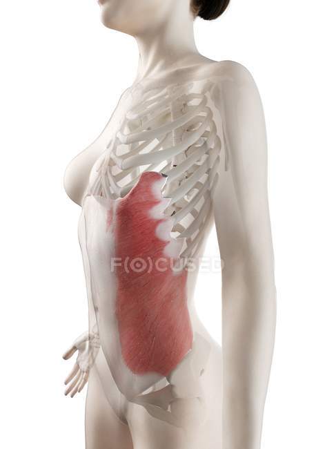 Modelo 3d de cuerpo femenino con músculo oblicuo externo detallado, ilustración por computadora . - foto de stock