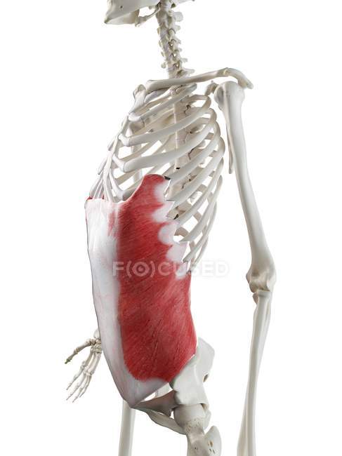 Человеческий скелет с красным цветом внешней косой мышцы, компьютерная иллюстрация
. — стоковое фото