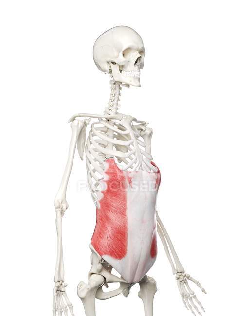 Scheletro umano con il muscolo obliquo esterno di colore rosso, illustrazione del computer . — Foto stock