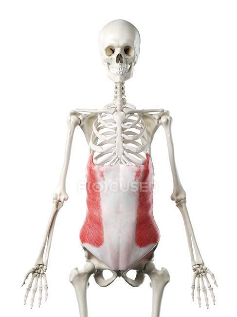 Человеческий скелет с красным цветом внешней косой мышцы, компьютерная иллюстрация . — стоковое фото