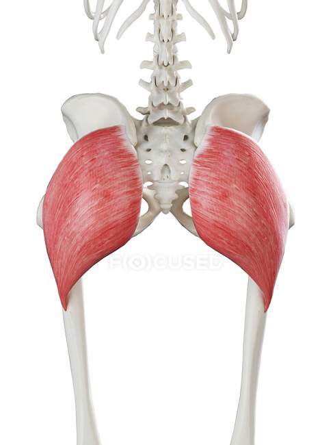Людський скелет з м'язами глютетуса червоного кольору, комп'ютерна ілюстрація . — стокове фото