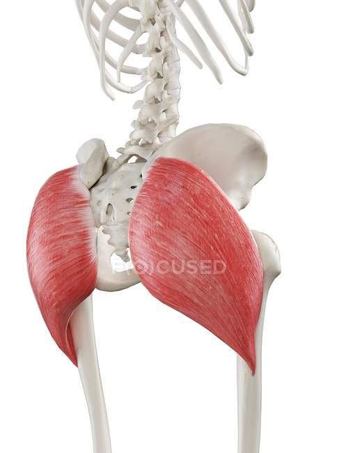 Esqueleto humano con músculo Gluteus maximus de color rojo, ilustración por computadora . - foto de stock