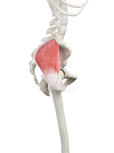 Squelette humain avec muscle Gluteus medius de couleur rouge, illustration informatique . — Photo de stock
