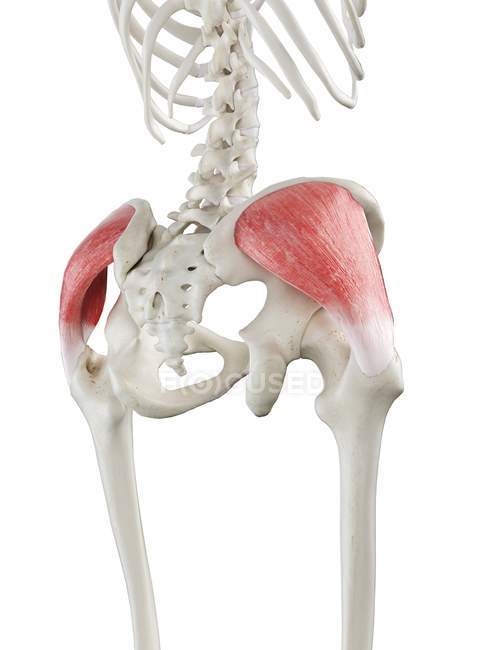 Human skeleton with red colored Gluteus medius muscle, computer illustration. — Stock Photo