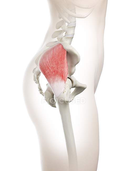 Female body 3d model with detailed Gluteus medius muscle, computer illustration. — Stock Photo