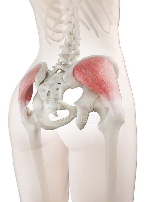 Трехмерная модель женского тела с детализированной средней мышцей ягодицы, компьютерная иллюстрация . — стоковое фото