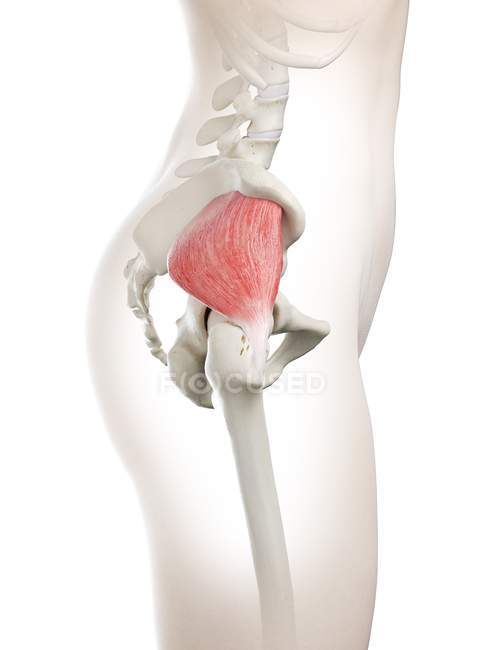 Female body 3d model with detailed Gluteus minimus muscle, computer illustration. — Stock Photo