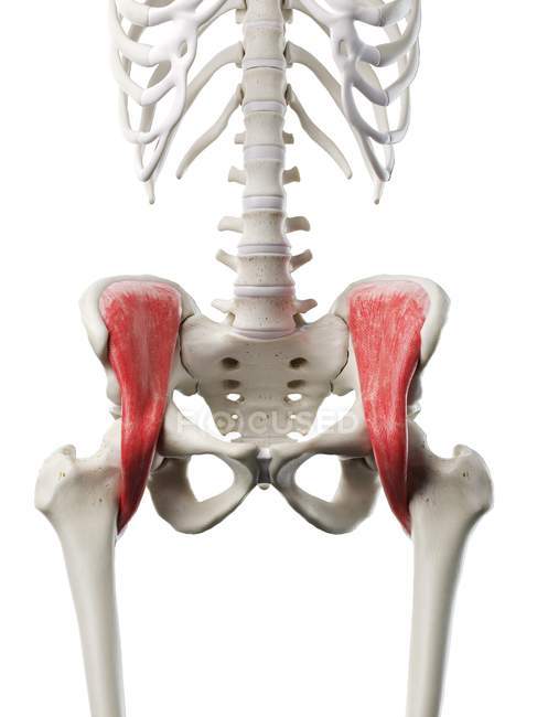 Esqueleto humano con músculo íaco de color rojo, ilustración por computadora . - foto de stock