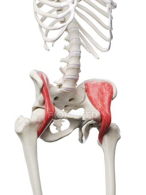 Menschliches Skelett mit rot gefärbtem Iliakusmuskel, Computerillustration. — Stockfoto