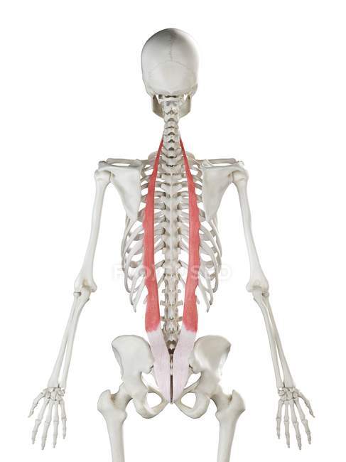 Esqueleto humano con músculo Iliocostalis de color rojo, ilustración por computadora . - foto de stock