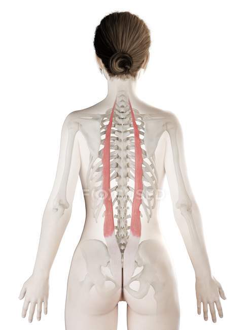 Трехмерная модель женского тела с детализированной Илиокосталической мышцей, компьютерная иллюстрация . — стоковое фото