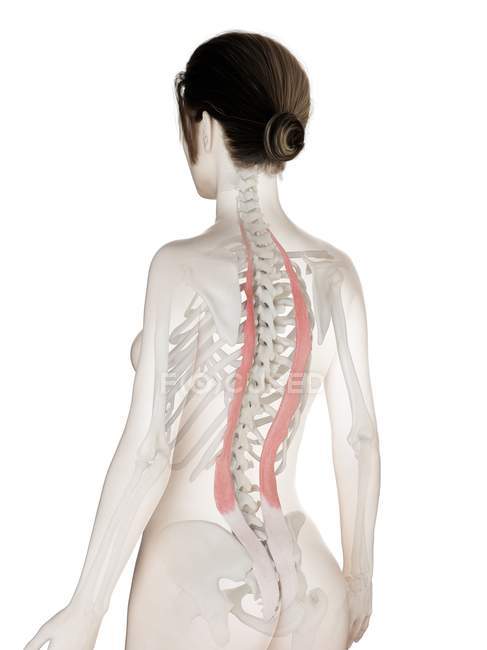 Modello 3d del corpo femminile con il muscolo dettagliato di Iliocostalis, illustrazione del computer . — Foto stock