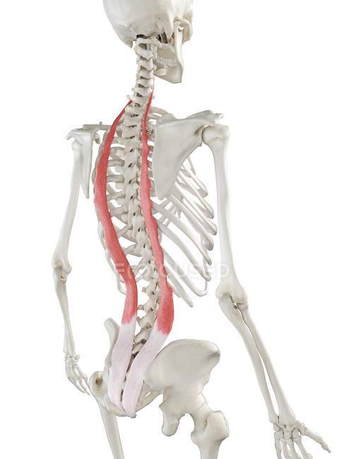 Esqueleto humano con músculo Iliocostalis de color rojo, ilustración por computadora . - foto de stock