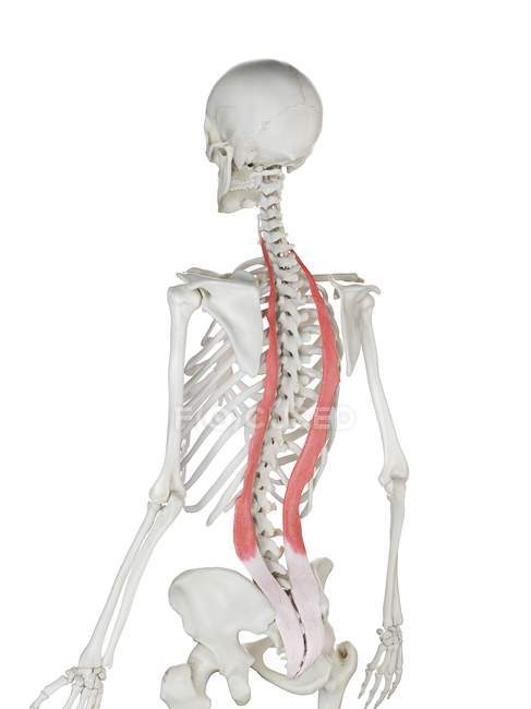 Esqueleto humano com vermelho colorido músculo Iliocostalis, ilustração do computador . — Fotografia de Stock