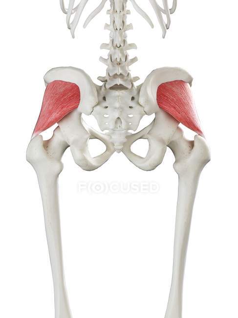 Esqueleto humano con músculo Gluteus minimus de color rojo, ilustración por ordenador . - foto de stock