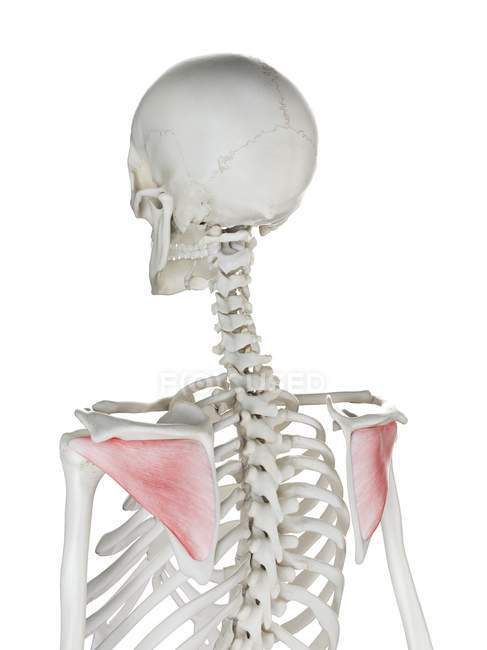 Esqueleto humano con músculo Infraspinatus de color rojo, ilustración por ordenador . - foto de stock