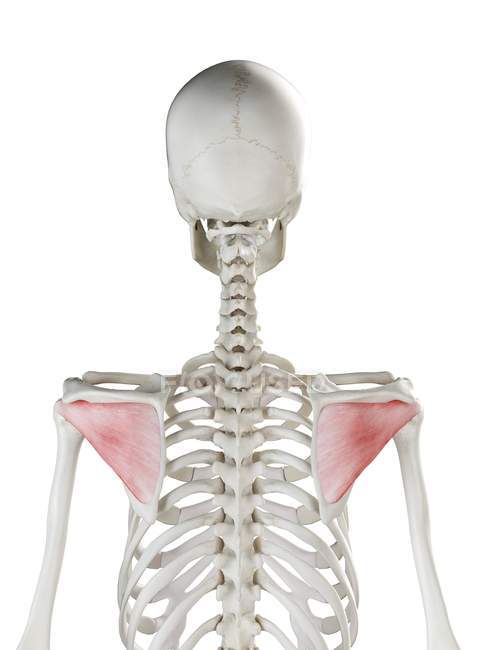 Menschliches Skelett mit rot gefärbtem Infraspinatus-Muskel, Computerillustration. — Stockfoto