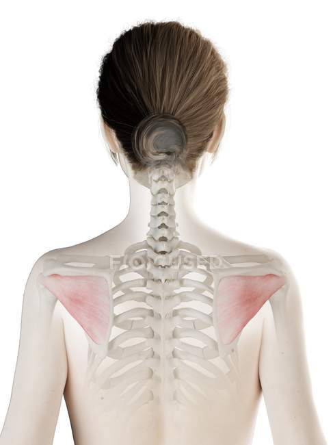 Жіноче тіло 3d модель з детальним м'язами Infraspinatus, комп'ютерна ілюстрація . — стокове фото