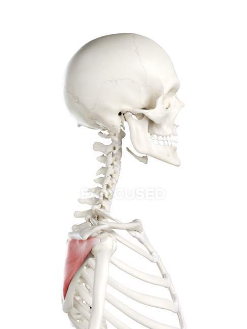 Esqueleto humano con músculo Infraspinatus de color rojo, ilustración por ordenador . - foto de stock