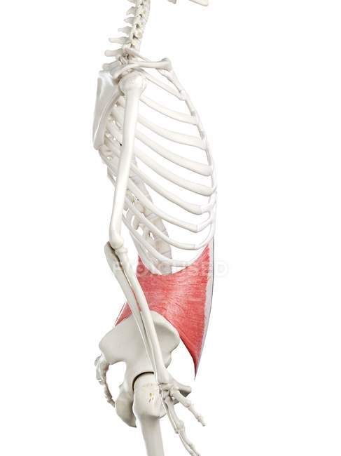 Human skeleton with red colored Internal oblique muscle, computer illustration. — Stock Photo
