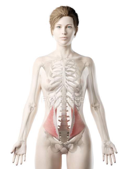 Corps féminin modèle 3D avec muscle oblique interne détaillé, illustration de l'ordinateur . — Photo de stock
