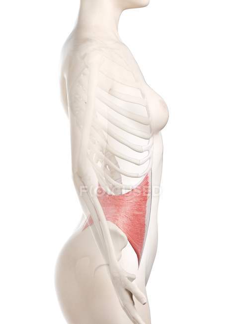 Weiblicher Körper 3D-Modell mit detaillierter interner Schrägmuskulatur, Computerillustration. — Stockfoto
