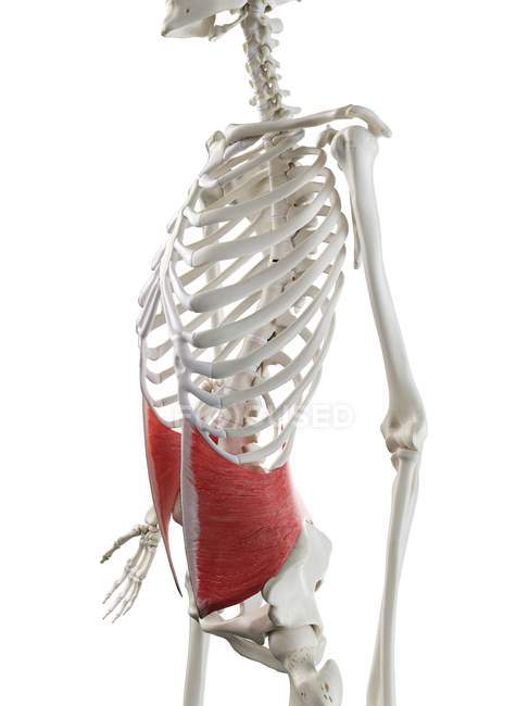 Human skeleton with red colored Internal oblique muscle, computer illustration. — Stock Photo