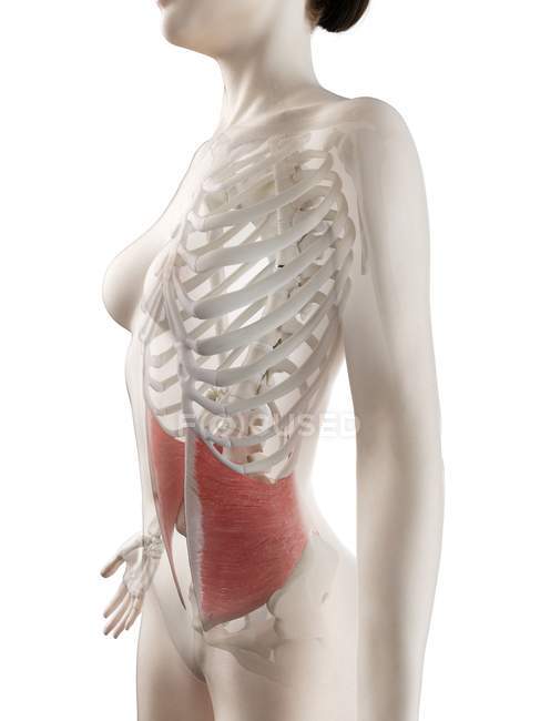 Corps féminin modèle 3D avec muscle oblique interne détaillé, illustration de l'ordinateur . — Photo de stock