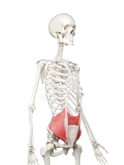 Человеческий скелет с красным цветом внутренней косой мышцы, компьютерная иллюстрация . — стоковое фото